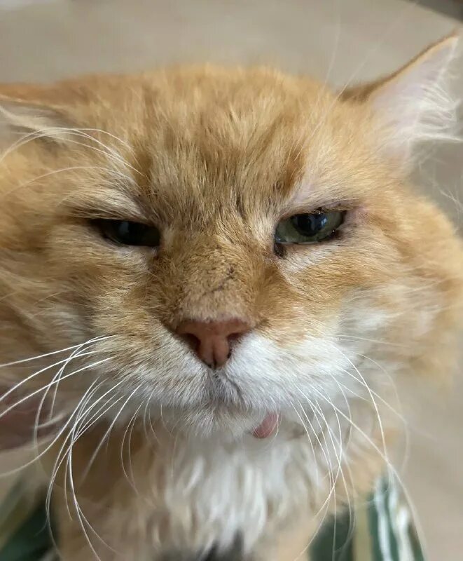 злой рыжий кот. люлюков растаковский коробкин ревизор. держиморда околоточный это. держи морда. держиморда ревизор характеристика.