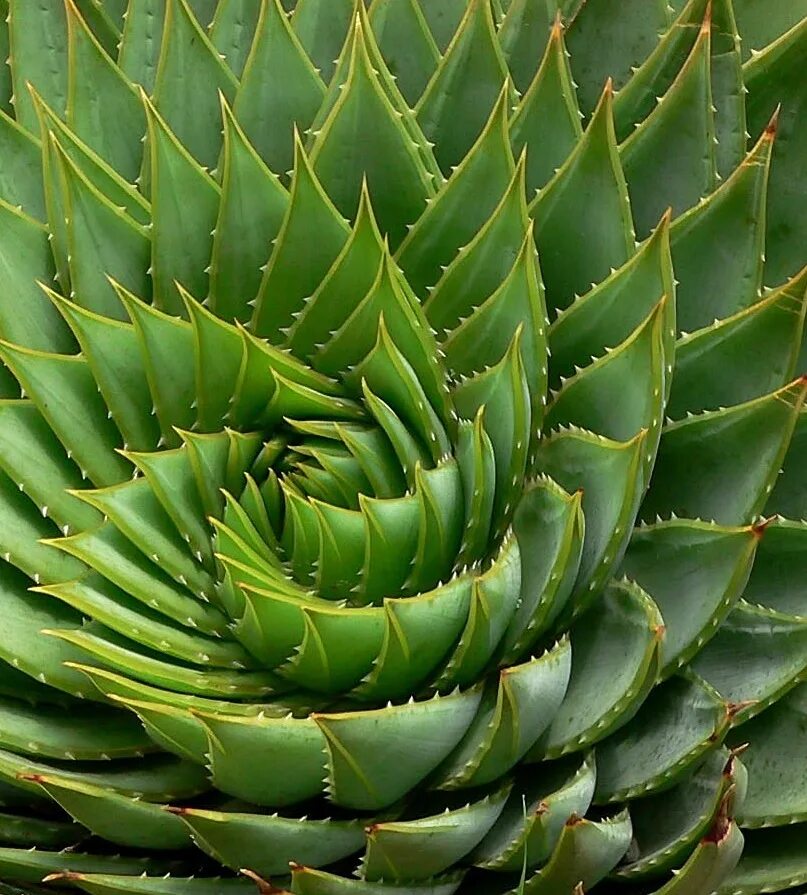 Алоэ polyphylla. Алоэ складчатое (Aloe plicatilis). Алоэ столетник цветение.