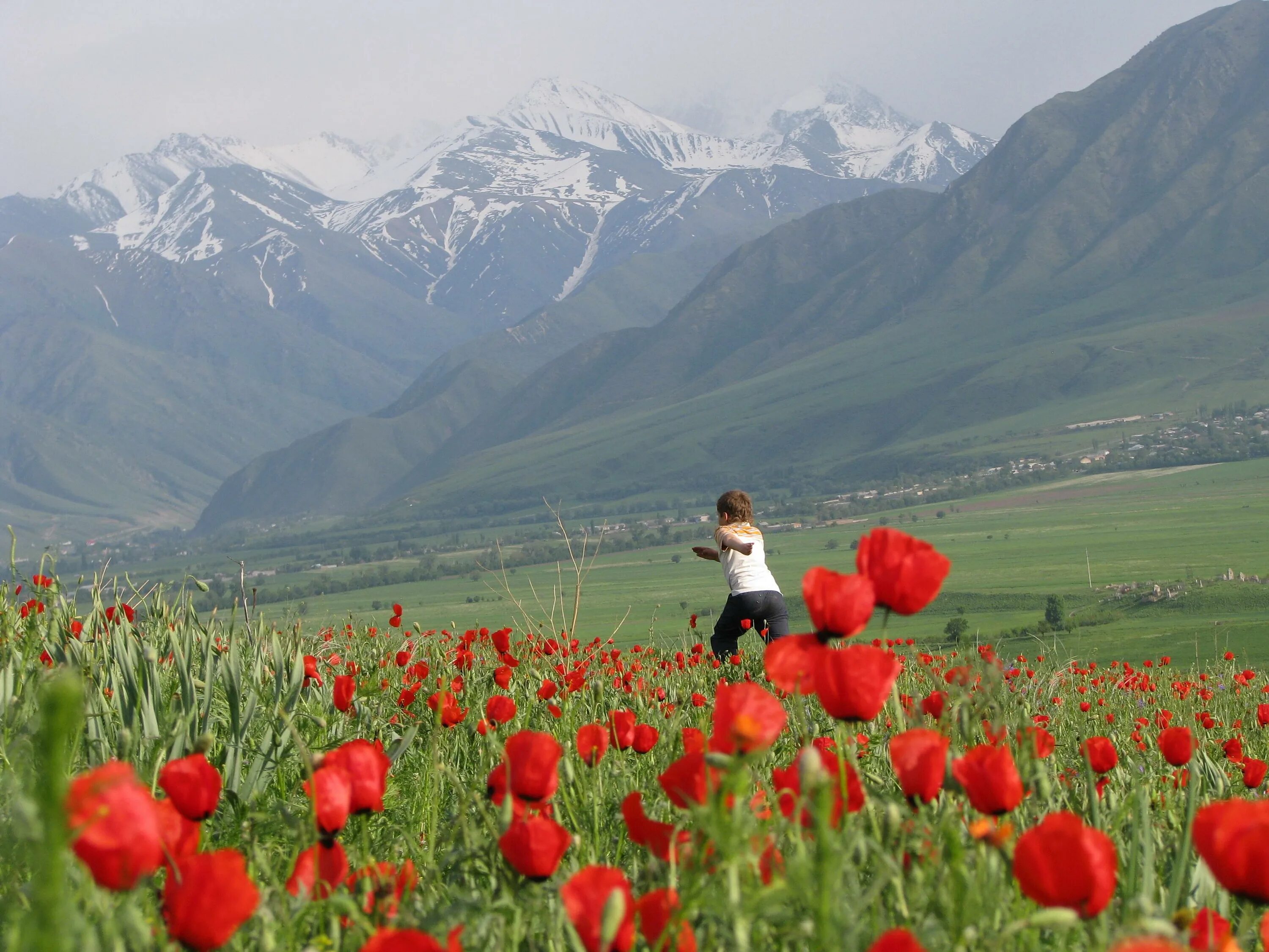 Эс алуу. Ферганская Долина Киргизия. Тянь Шань Киргизия маки. Долина маков в Киргизии. Маковые поля Иссык Куль.