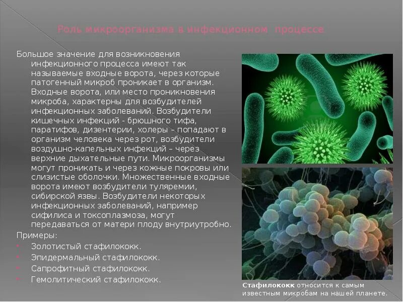 Бактерии гибнут от. Роль микроорганизмов в инфекционном процессе. Роль микроорганизмов в возникновении инфекции. Возбудители инфекционных заболеваний. Болезнетворные бактерии патогенные.