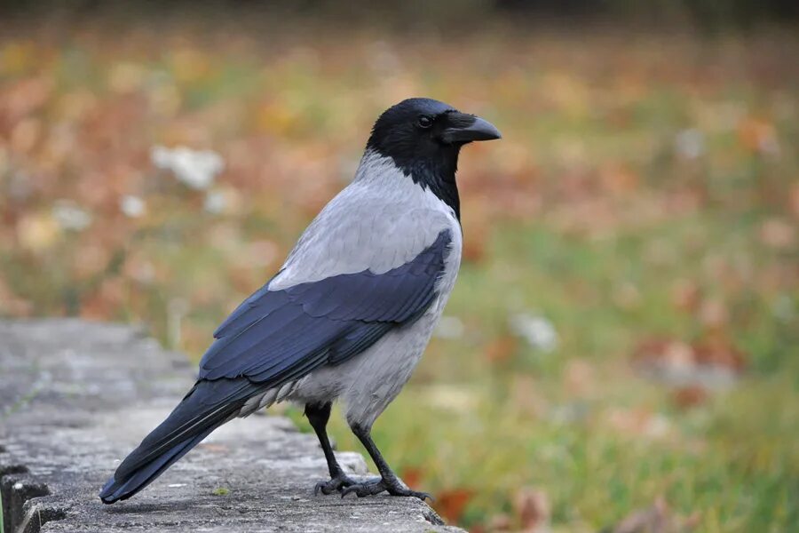 Лапы ворона. Дети ворона. Вороны беларусь. Ворона меланист. 12 месяцев ворон.