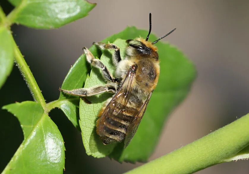 Гнездо пчелы листореза. Люцерновая пчела-листорез. Пчела листорез на розах. Пчела листорез белополосая. Пчела мегахила гнездо.