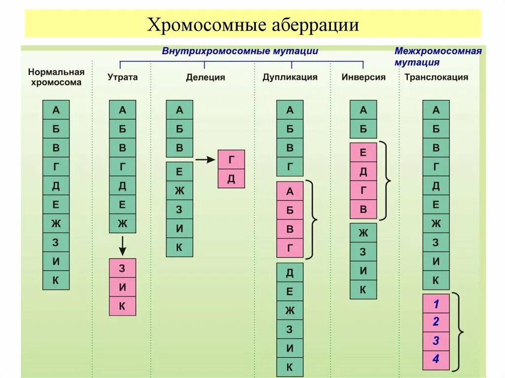 Инверсия это в биологии