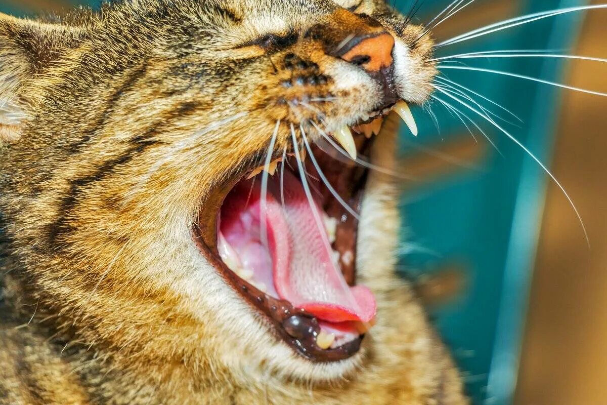 Зубы котика. Зубы котика