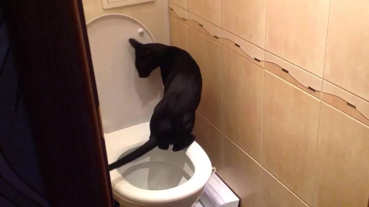 Кот в унитазе видео. Ориентальная кошка какает. ориентальный кот на унитазе. ориентал на унитазе. кот писает в унитаз.