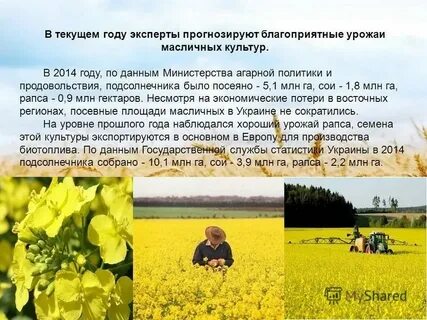 Известно что подсолнечник масличный важнейшее