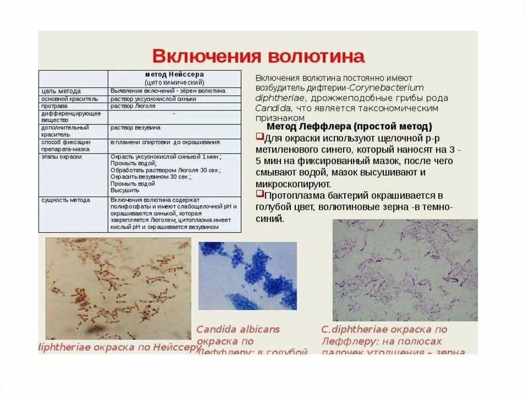 Какие виды колоний существуют