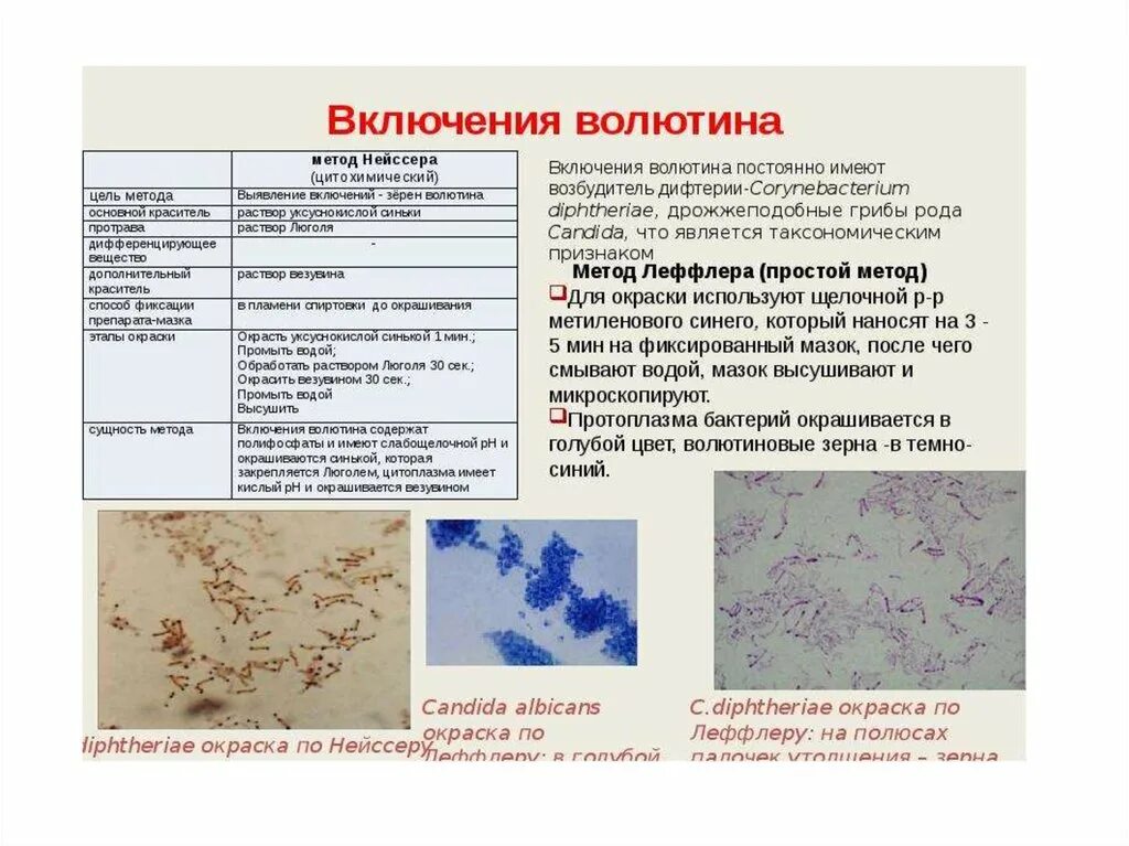 Окраска включений волютина по методу Леффлера. Окрашивание волютина методы. Окраска микроорганизмов по Граму. Метод окраски жгутиков микробиология. Почему вода окрашивается