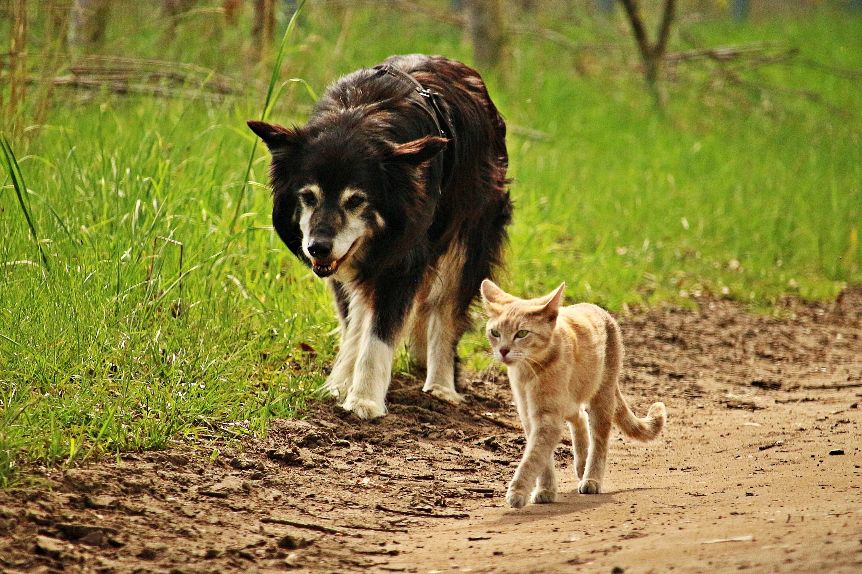 Собаки бегут по дороге. Кошки и собаки. Кот и собака дружат. Фото кошек и собак. Дикие кошки и собаки.