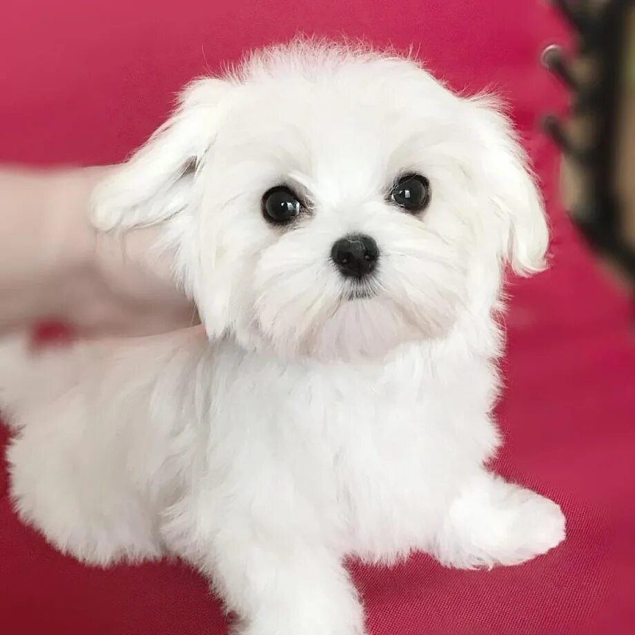 Pin by Wilma M. Graham on Maltese Cute dogs, Maltese dogs, Maltese puppy