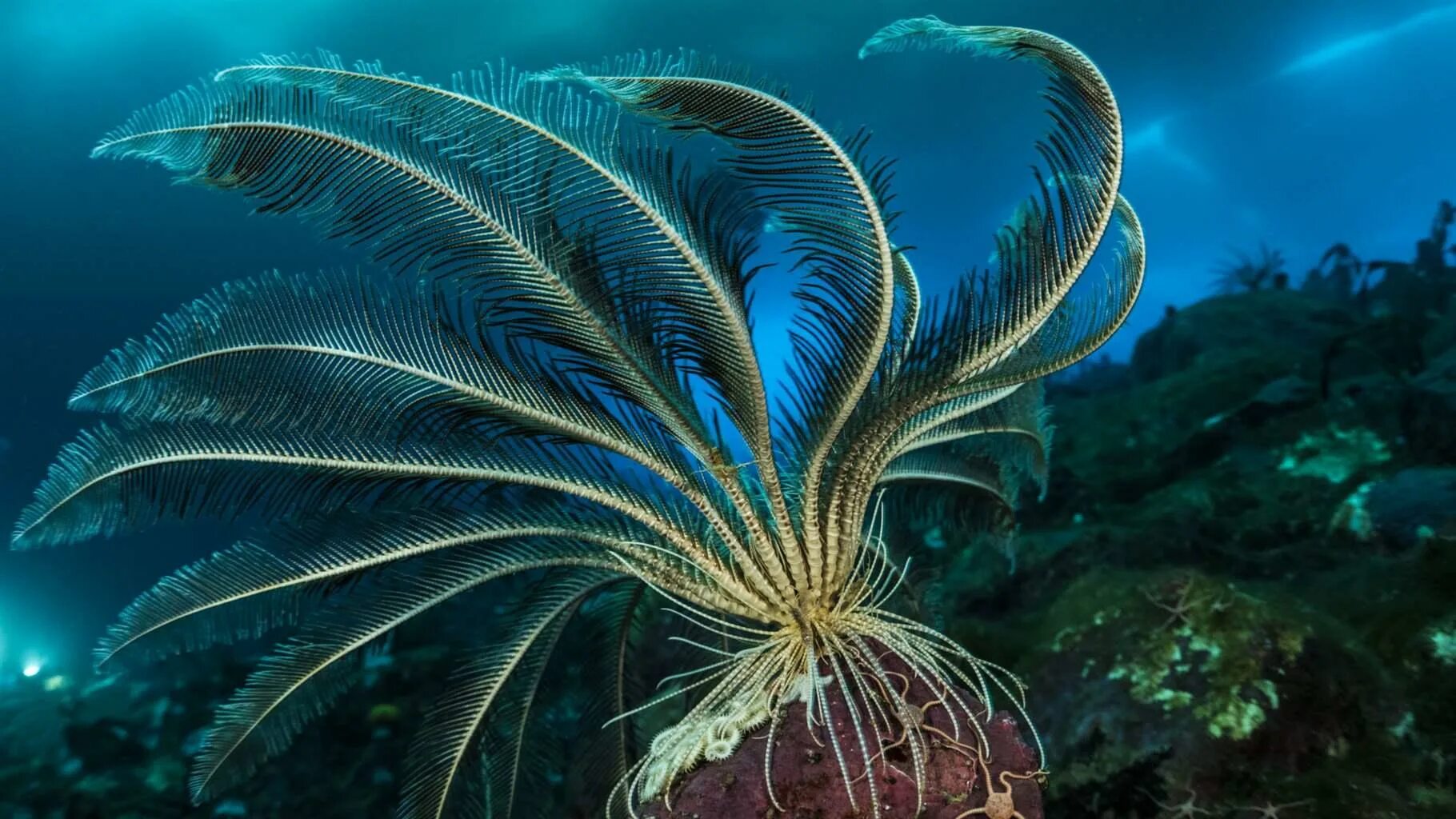 Морские лилии реликт ордовикского периода Сказки юного биолога Дзен