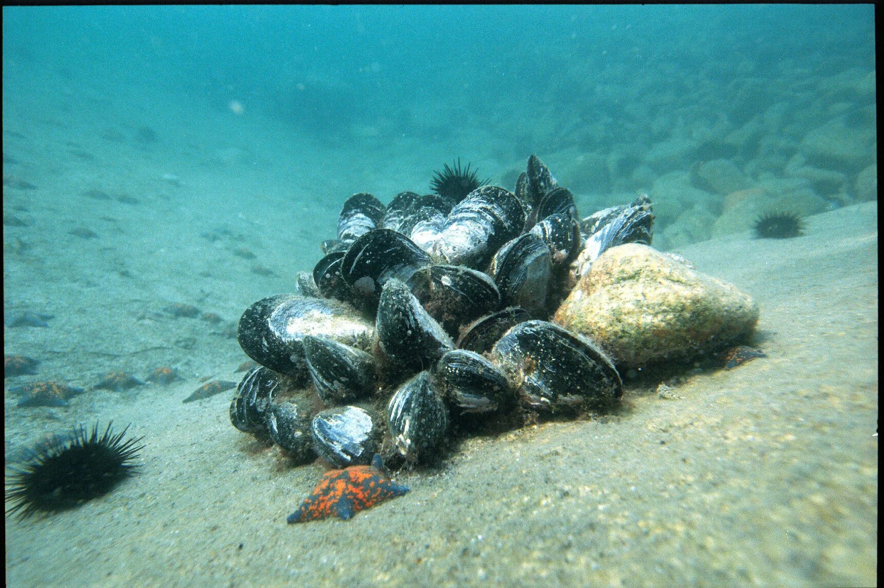 Морские двустворчатые моллюски. Двустворчатые моллюски мидии. Охотское море устрицы. Устрицы в Азовском море.