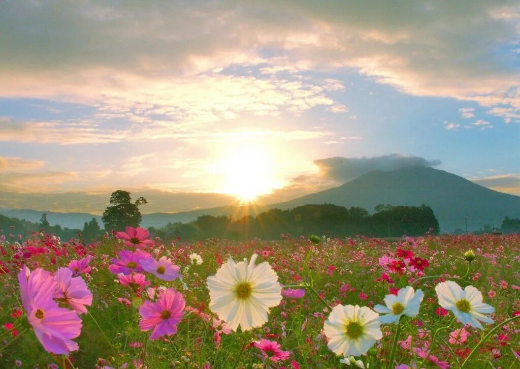 Доброе утро цветы солнце. Цветы и солнце. Утро в поле цветов. Прекрасный мир. Доброе утро природа.