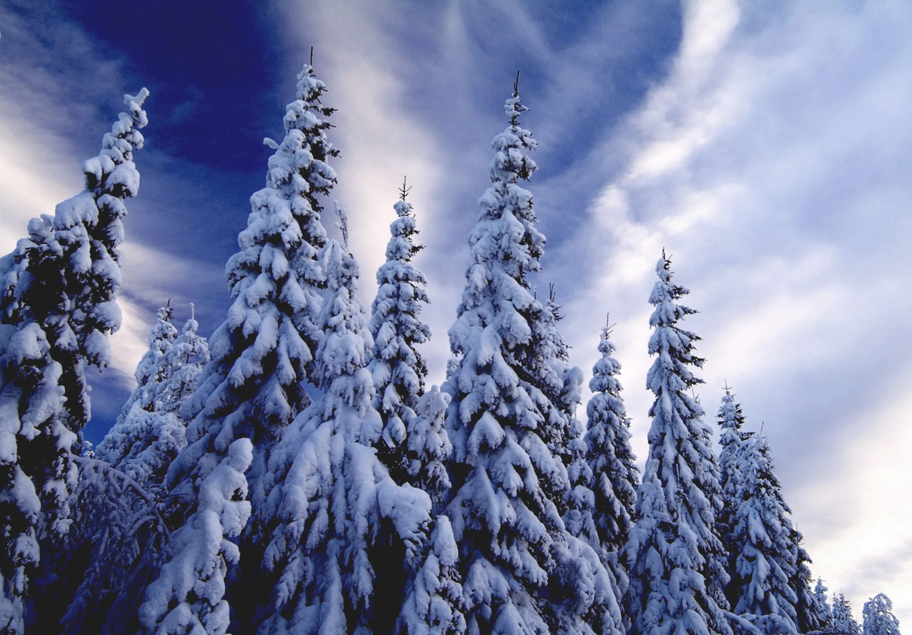 Хвойные в снегу. Ель в снегу. Зимний лес. Зимняя ель. В новогоднем лесу.