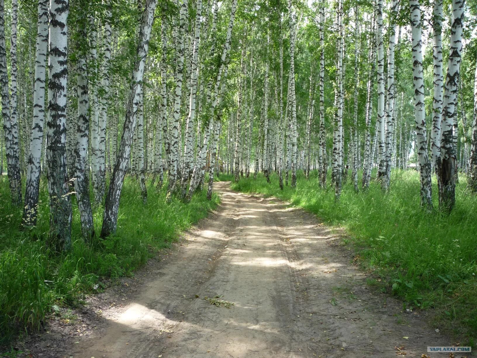 В родных местах дорога. Природа г Березовский Кемеровская область. Город Берёзовский Кемеровская область природа. Сибирские леса Березняк. Кемеровский лес.