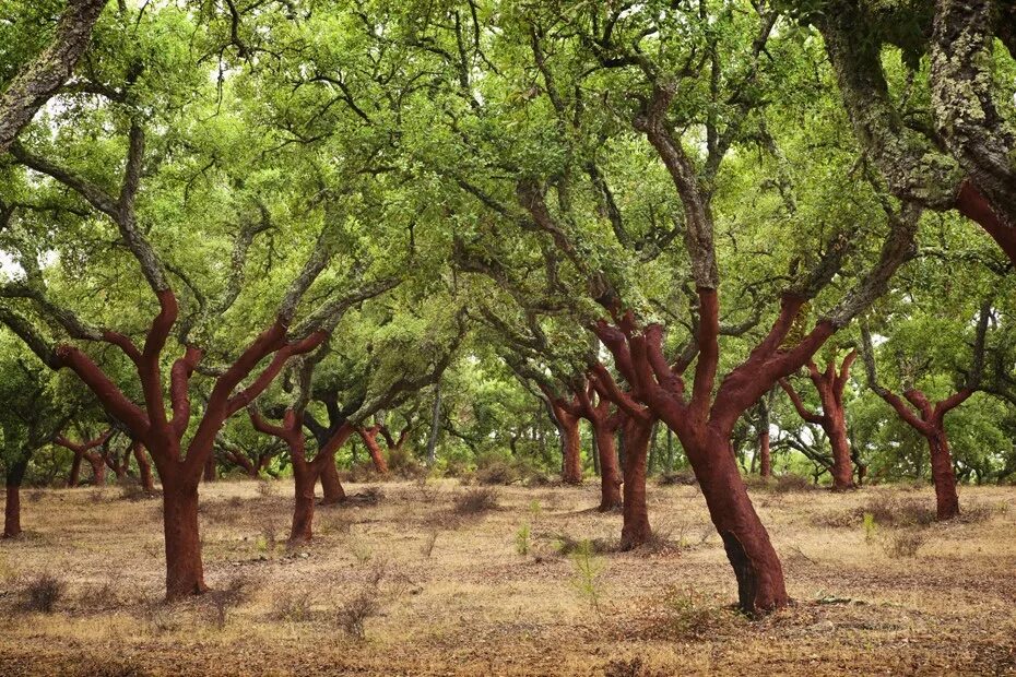 Дерево плантации. Широколиственные лес пробковый дуб. Пробковый дуб в Португалии. Карри дерево Австралии.