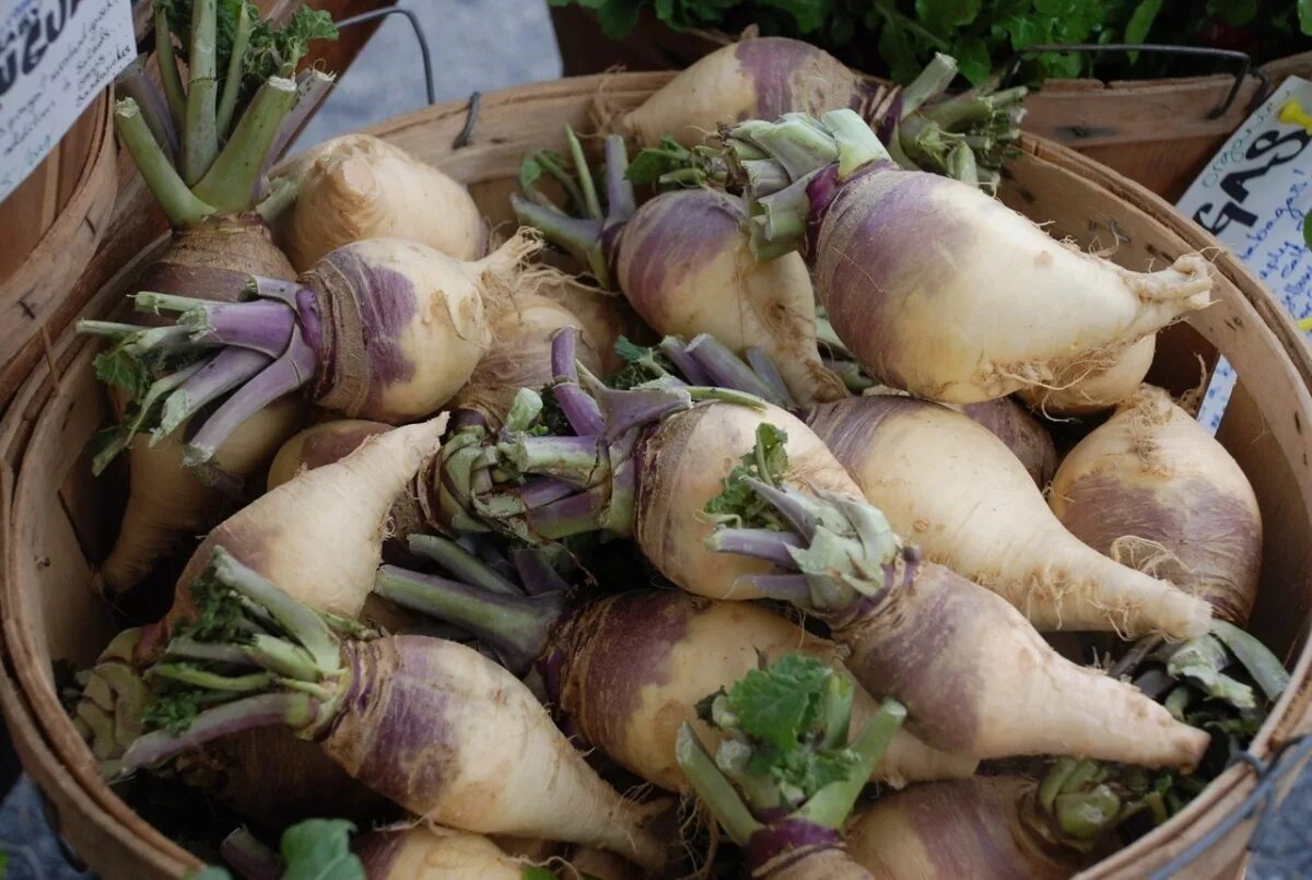 Брюква турнепс. Турнепс брюква. Брюква Brassica napobrassica. Брюква Куузику. Турнепс корнеплоды.