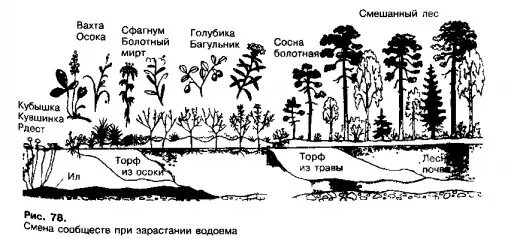 Сукцессия водоема