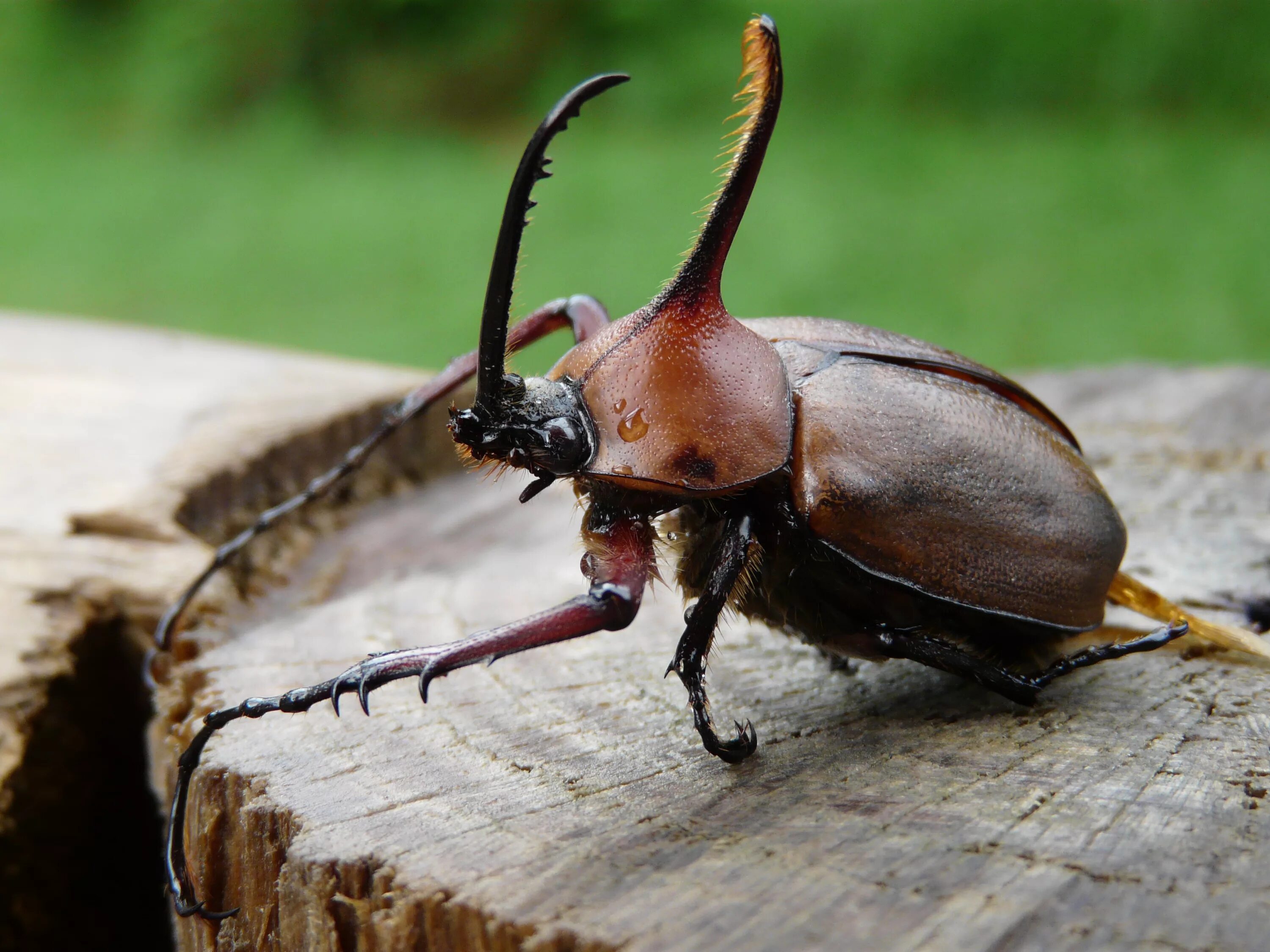 Жук щитовик. Жук-олень (lucanus cervus). Жук рапсовый листоед. Жесткокрылые жуки. Мексиканский жук.