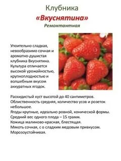 Отличие ремонтантной клубники от обычной