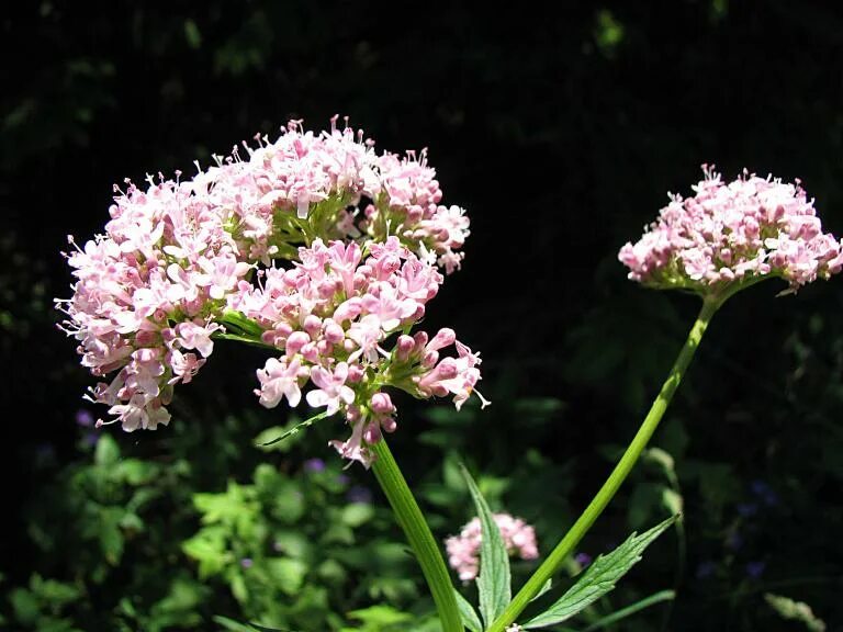 Валериана для чего. Valeriana officinalis l.. валериана лекарственная (valeriana officinalis). валериана туркестанская. валериана еленевского.