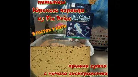 Рачки из фикса