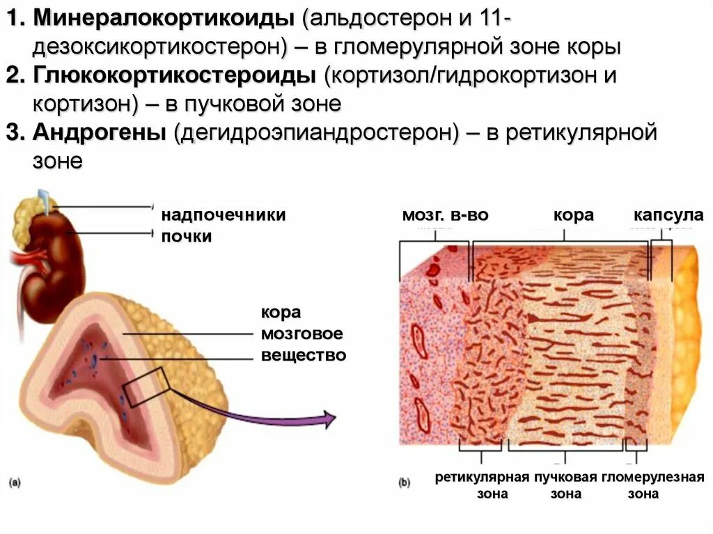 Сетчатая коры надпочечников. Строение коры надпочечников. Слои коры надпочечников. Надпочечники презентация по анатомии. Зоны надпочечников.