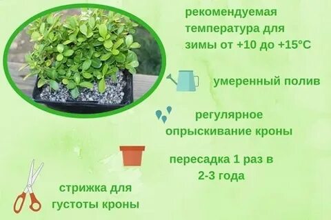 Подкормка самшита весной