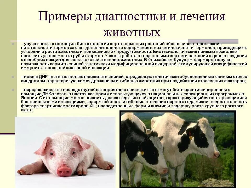 Рогатый скот примеры. Биотехнологии в животноводстве. биотехнологии в скотоводстве. животные в биотехнологии. биотехнологические методы в животноводстве.