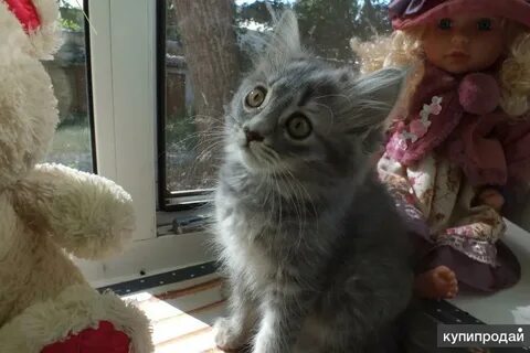 Котята энгельс в добрые