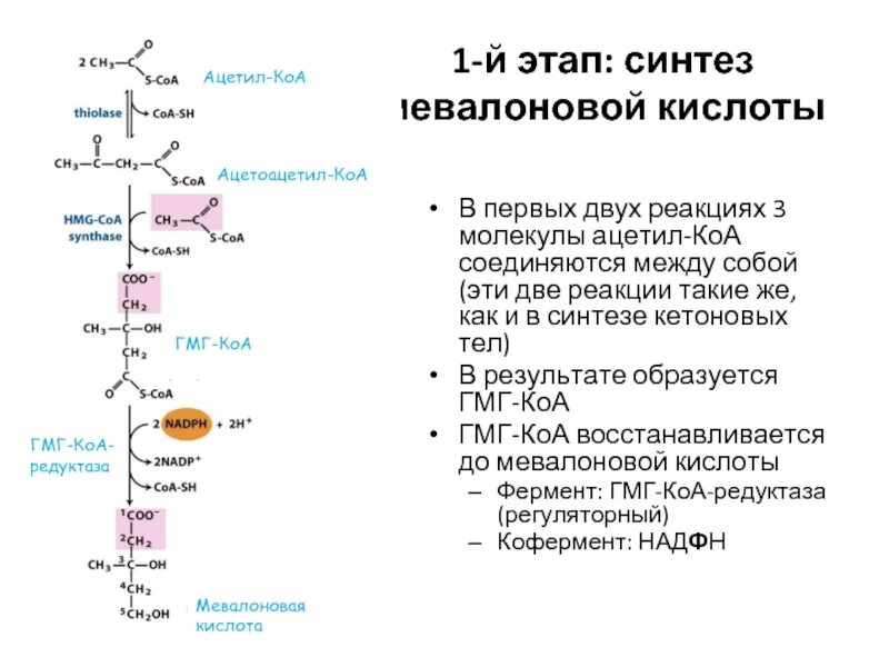 1 Этап Синтез мевалоновой кислоты. АЦЕТОАЦЕТИЛКОА-ацетил КОА-ацетилхолин. Ацетил КОА Синтез кетоновых тел. Синтез кетоновых тел биохимия.