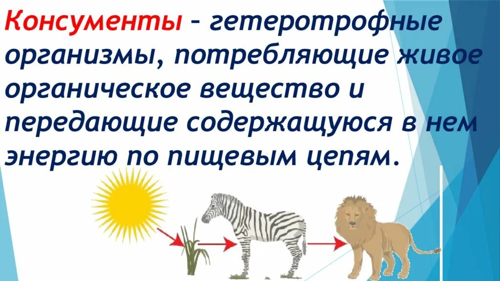 Чем отличаются консументы первого. Консументы. Организмы консументы. Консументы второго порядка. Гетеротрофные организмы консументы.