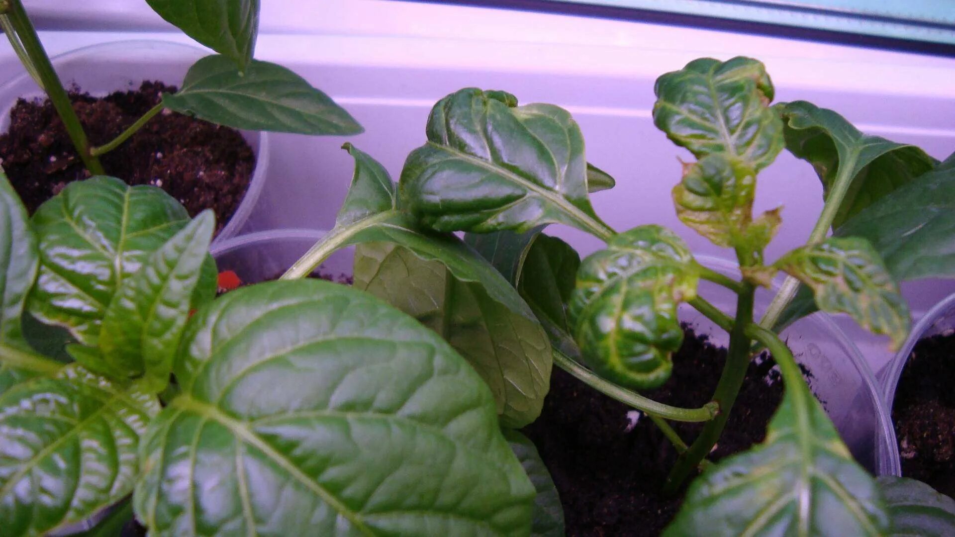 Рассада баклажан скручиваются листочки. Скручиваются листья у рассады томатов. Почему закручиваются листья у рассады. Закручиваются листья у рассады томатов. Скручиваются листья у рассады томатов.