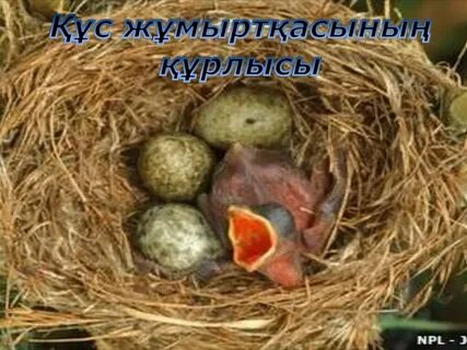 Хатшылар порно веб-камера