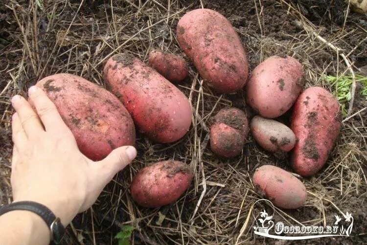 Сорт картофеля ред скарлет. Картофель красный ред скарлетт. сорт картофеля ароза. сорт картофеля ледискарлет.
