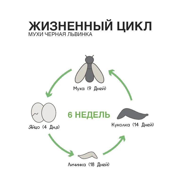 Стадии комнатной мухи. Чёрная львинка жизненный цикл. Жизненный цикл развития мухи. Жизненный цикл мухи черная львинка. Цикл развития мухи черная львинка.