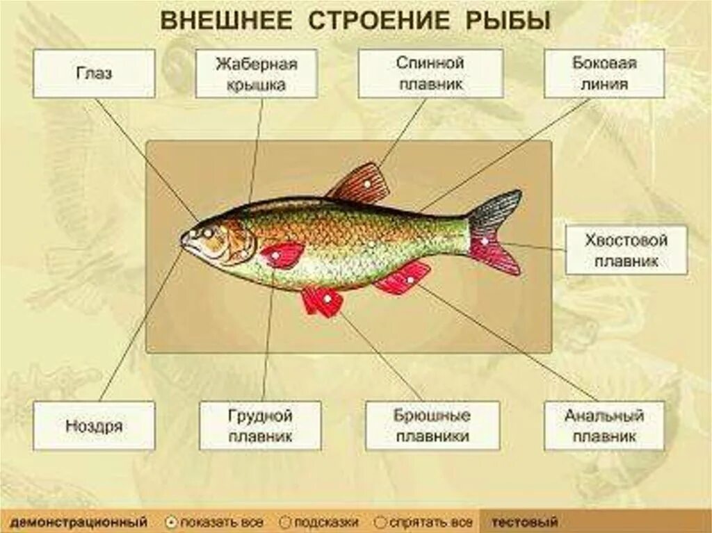 Каково внешнее строение рыб. Внешнее строение рыбы 7 класс биология. dytiybt строение рыбы 7 класс биология. схема внешнего строения рыбы биология 7 класс. внешнее строение рыбы 7 класс биология рисунок.