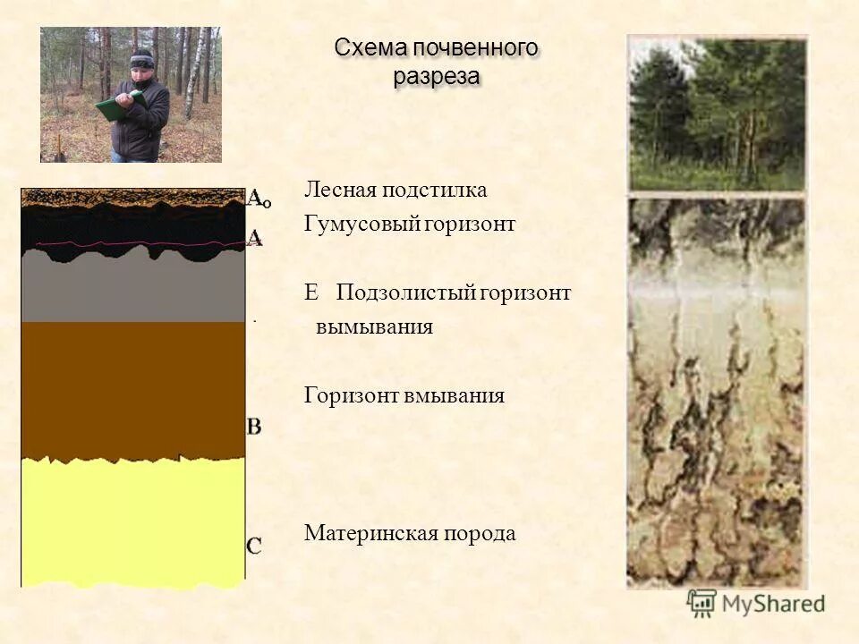 К материнской породе примыкает почвенный горизонт