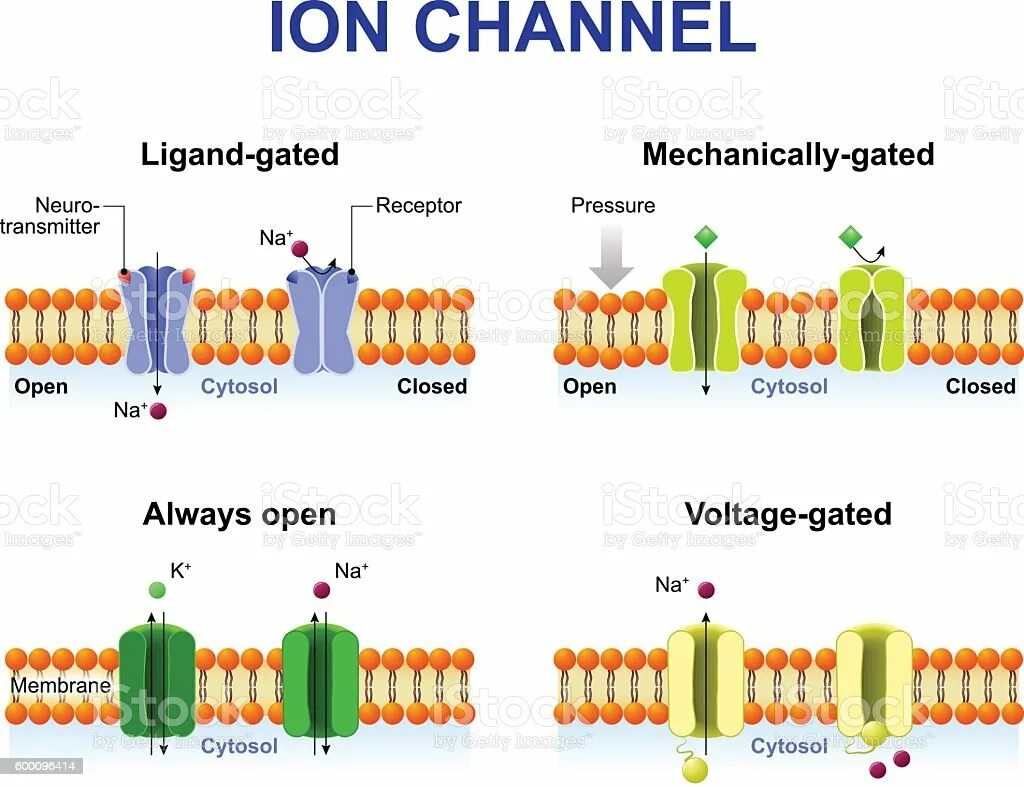 Ion channels. Ion channels. Ion channels. Хемозависимые ионные каналы. Types of ion channels.
