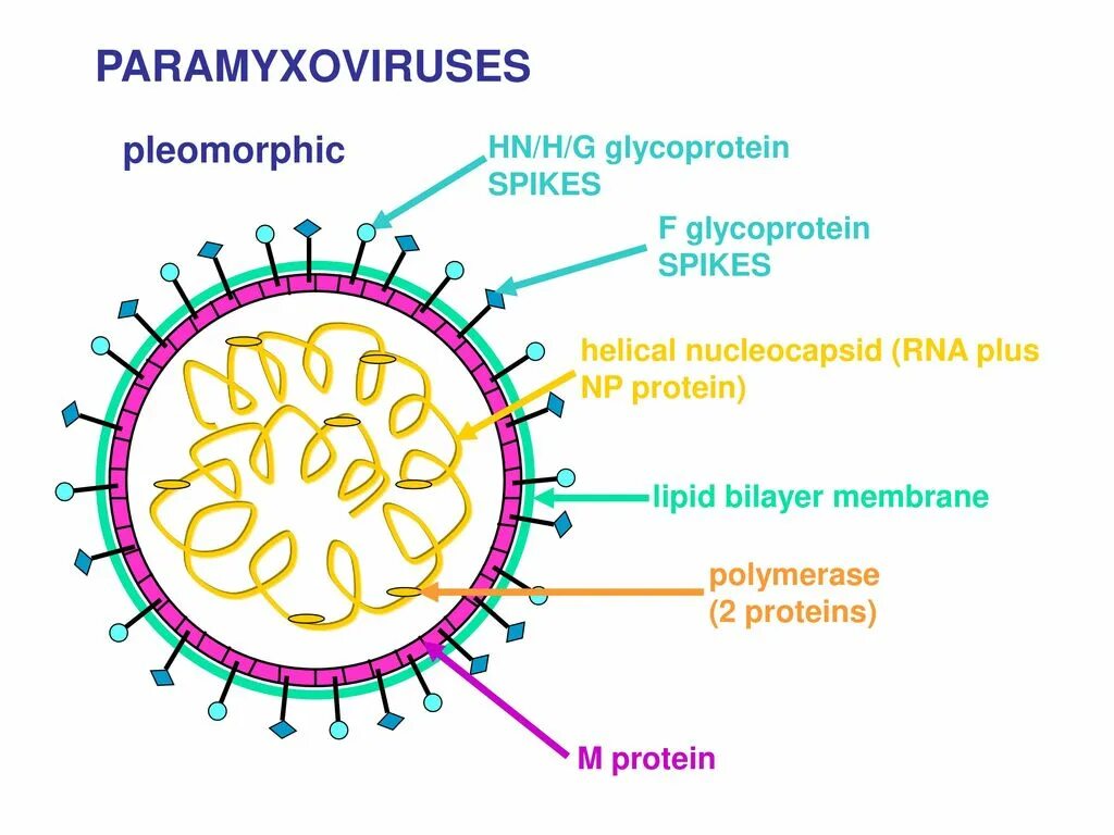 Структура вириона вируса кори. Проникновение вируса через слизистую. Вирус эпидемического паротита строение. Кор вирус. Кор вирус.