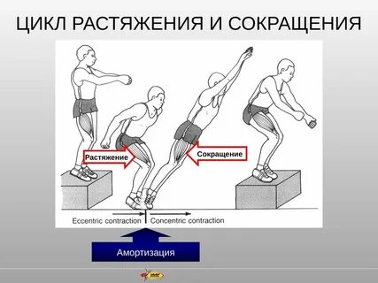 Сократился цикл