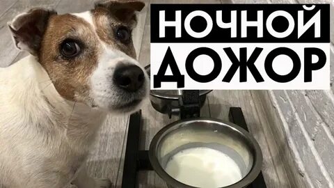 Дают ли собакам молоко