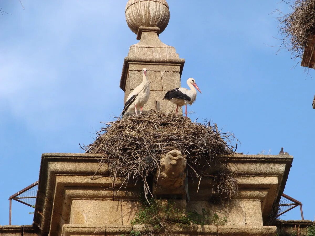 Под крышей дома свили гнездо. Гнезда аистов в Ахалкалаки. Гнездо аиста. Гнездо аиста на крыше. Гнездо аистов на церкви.