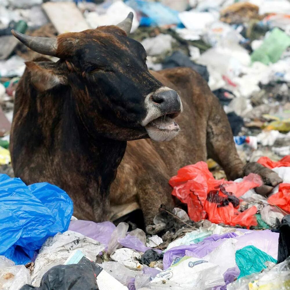 Plastic animals. Загрязнение окружающей среды. Загрязнение окружающей среды животные.
