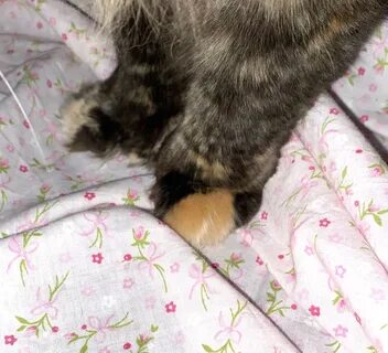 Сколько гулька у кошек