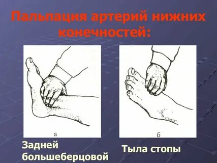 Точки пальпации артерий стопы