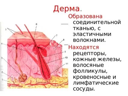 Указать кожные железы