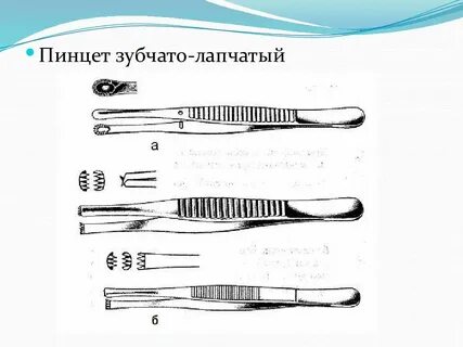Зубчато лапчатый