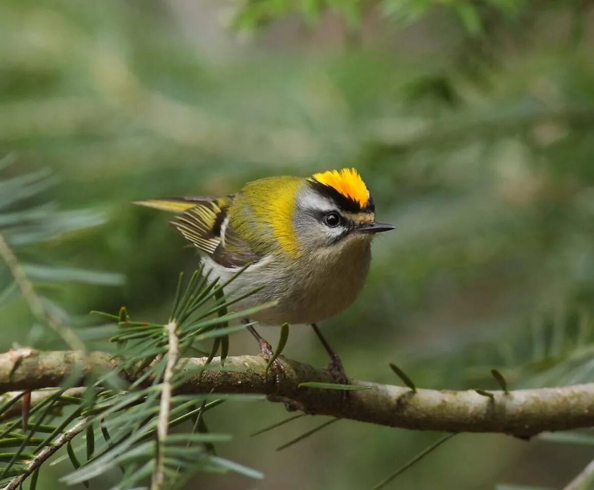 Желтоголовый королёк. Позы королька. Красноголовый королек. Позы королька. Желтоголовый королёк.
