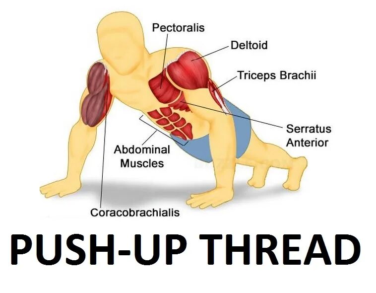 Отжимания от пола какие мышцы. Action verbs poem. Виды скейтбординга инфографика. Push it to the limit обложка. Boot stepping on skateboard.